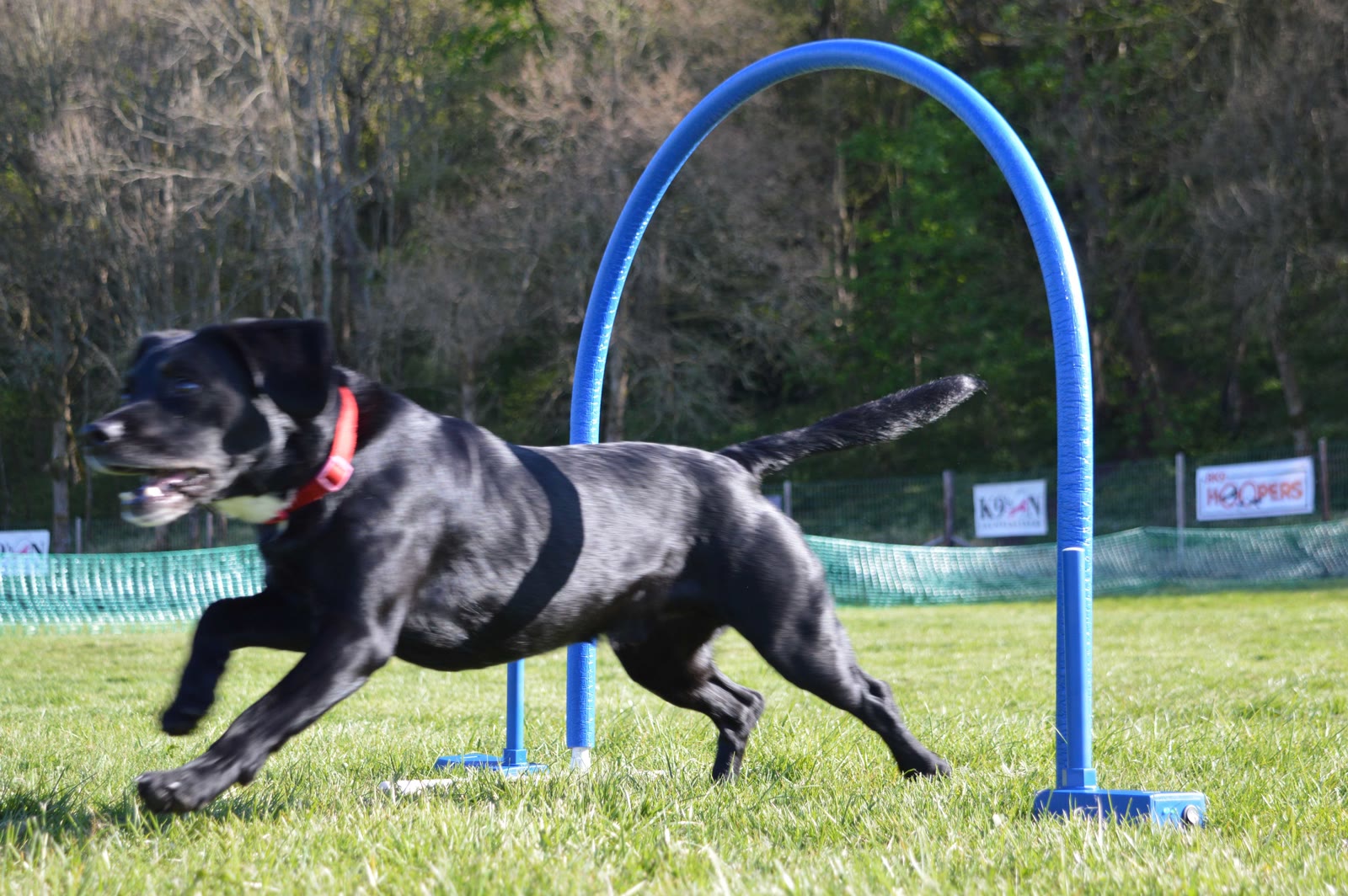 A black Labrador running through a blue K9 TMRS hoop on grass at a Hoopers event